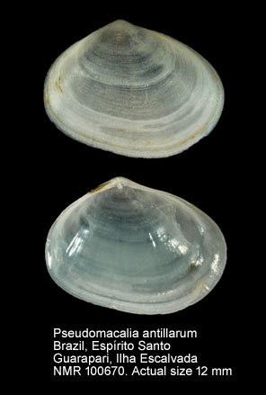 Pseudomacalia antillarum.jpg - Pseudomacalia antillarum (d'Orbigny,1853)
